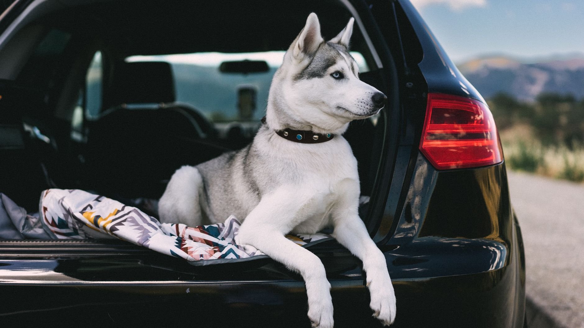 A Siberian Husky relaxing in the back of a car on a road trip.