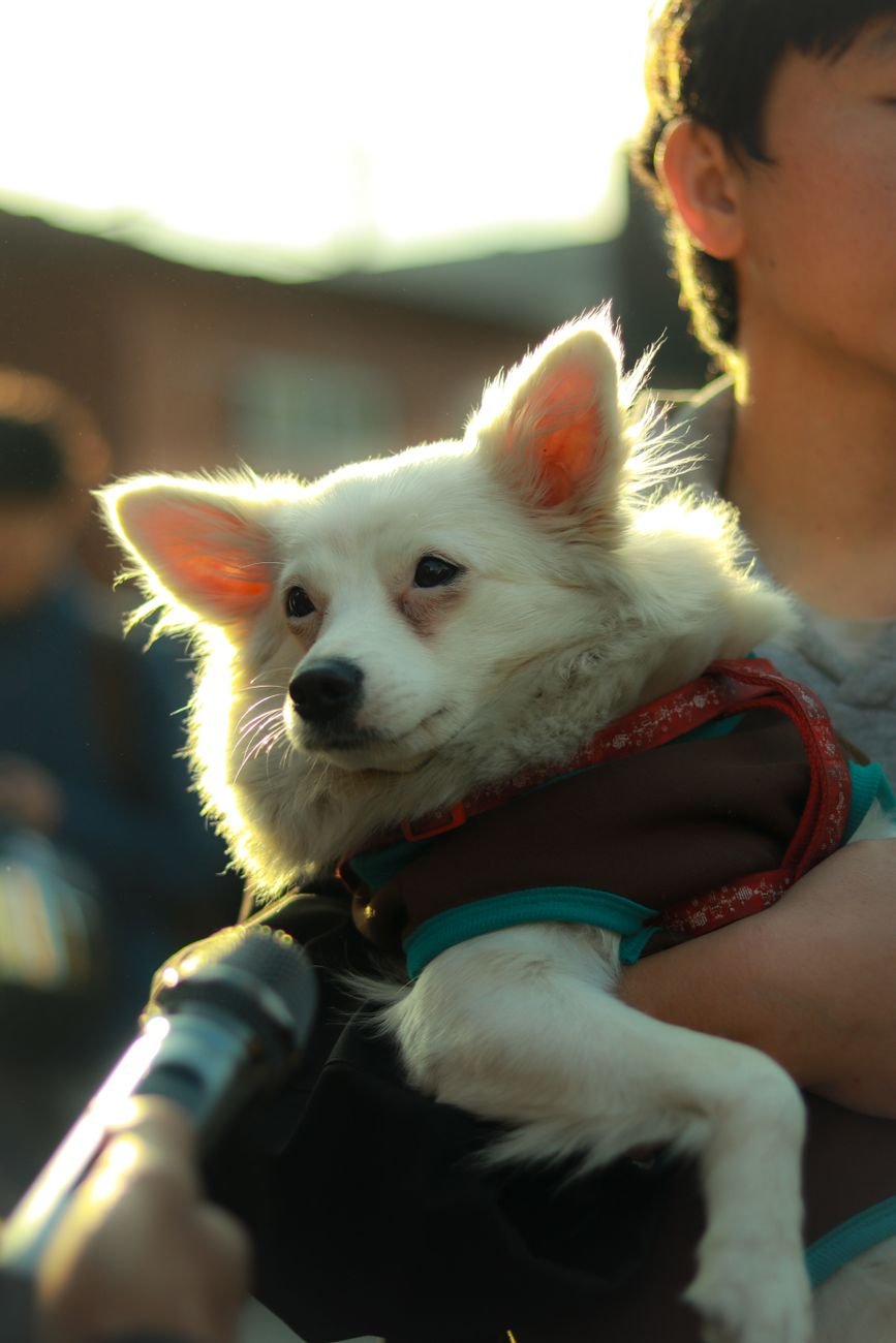 A small white dog held by a caring person outdoors in warm sunlight.
