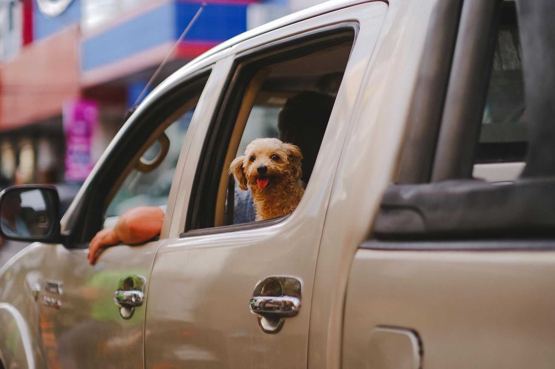 A poodle dog happily looking out of a car window.